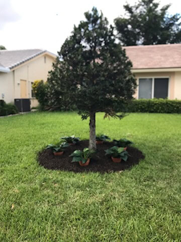 Japanese Olive tree with cardboard mulch weed barrier and potted plants
